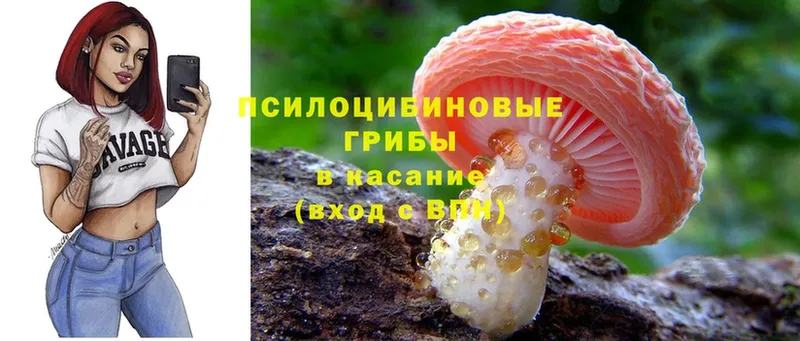 магазин  наркотиков  Костомукша  Псилоцибиновые грибы Psilocybe 